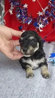 Bichpoo -Pochon , a male Bichpoo for sale in Princeton, KY – 6 of 7