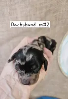 Dachshund mini, Dapple m, a male Miniature Dachshund for sale in Princeton, KY – 4 of 5