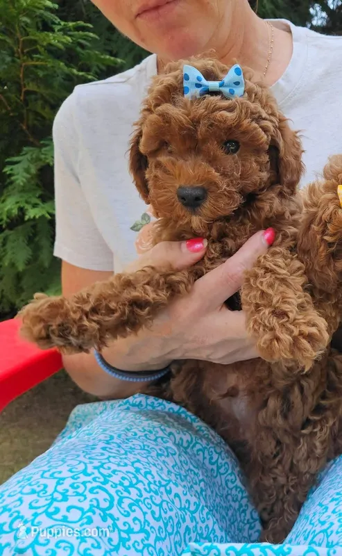 Miniature Poodles M – Poodle - Miniature  puppy for sale in Princeton, KY