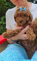 Miniature Poodles M, a male Poodle - Miniature  for sale in Princeton, KY – 1 of 1
