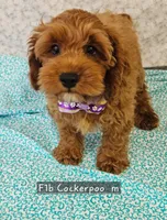 F1b Cockerpoo , a male Cockapoo for sale in Princeton, KY – 2 of 6