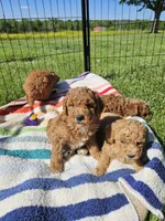 F1b Mini Goldendoodle F 2, a female Miniature Goldendoodle for sale in Princeton, KY – 3 of 7
