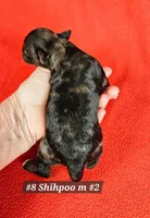 F1b Shih-Poo M#2, a male Shih Tzu and Poodle - Miniature  for sale in Princeton, KY – 2 of 6