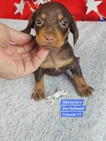 Dachshund - f #1 Cho, a female Miniature Dachshund for sale in Princeton, KY – 4 of 4