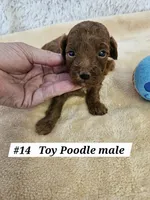Sm-Miniature (Toy) Poodle M Red, a male Poodle - Miniature  for sale in Princeton, KY – 4 of 6