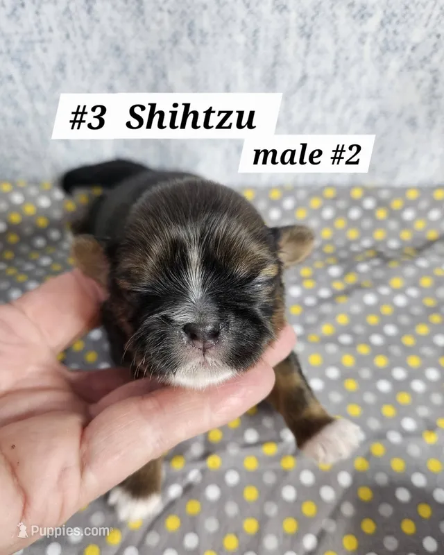 Shih tzu m#2 – Shih Tzu puppy for sale in Princeton, KY
