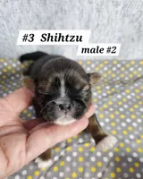 Shih tzu m#2, a male Shih Tzu for sale in Princeton, KY – 1 of 2