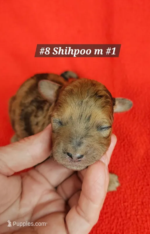 F1b Shih-Poo M#1  – Shih Tzu, Poodle - Miniature  puppy for sale in Princeton, KY