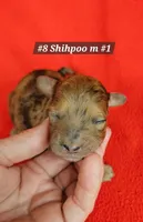 F1b Shih-Poo M#1 , a male Shih Tzu and Poodle - Miniature  for sale in Princeton, KY – 1 of 4