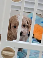 Pending F1b Shih-Poo F#1, a female Shih Tzu and Poodle - Miniature  for sale in Princeton, KY – 2 of 7