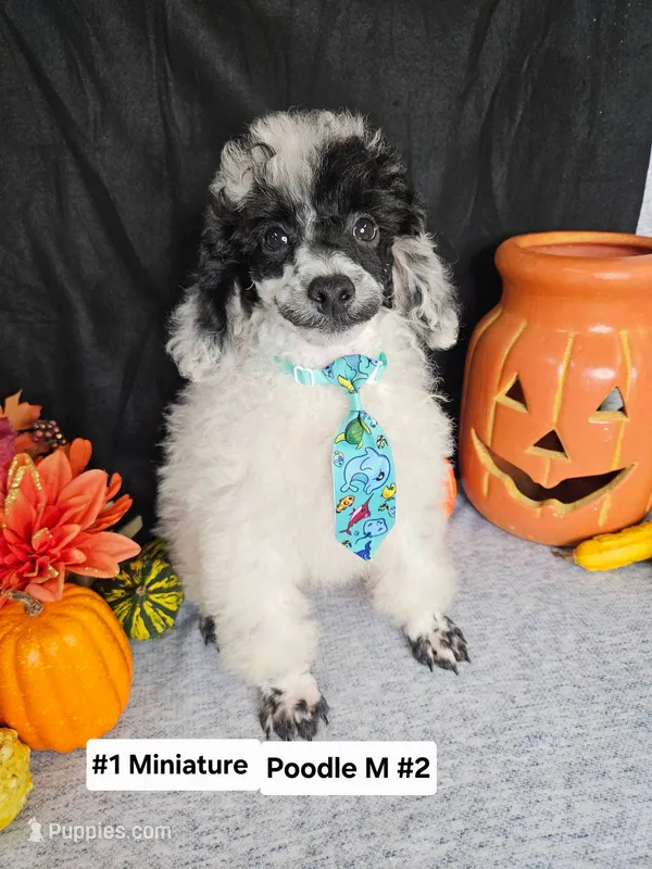 Miniature Poodle M#2 – Poodle - Miniature  puppy for sale in Princeton, KY