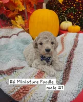 SMALL Miniature Poodle (6) Male #1, a male Poodle - Toy  and Poodle - Miniature  for sale in Princeton, KY – 2 of 4