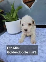 F1b Mini Goldendoodles  M#3, a male Miniature Goldendoodle for sale in Princeton, KY – 7 of 7