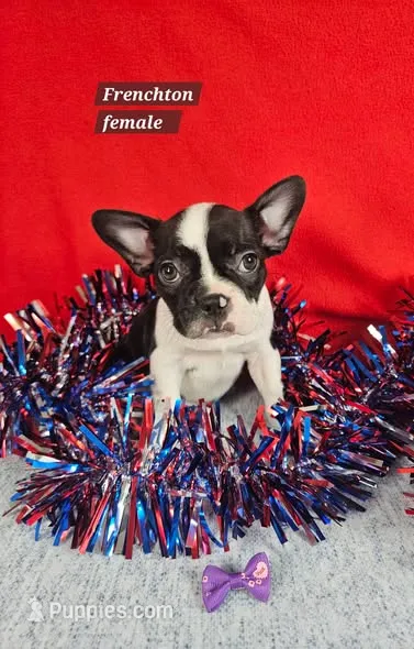 Frenchton  female – Boston Terrier, French Bulldog puppy for sale in Princeton, KY