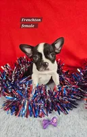Frenchton  female, a female Boston Terrier and French Bulldog for sale in Princeton, KY – 1 of 3