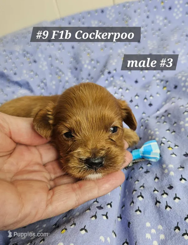 F1b Cockerpoo M #3 – Cockapoo puppy for sale in Princeton, KY
