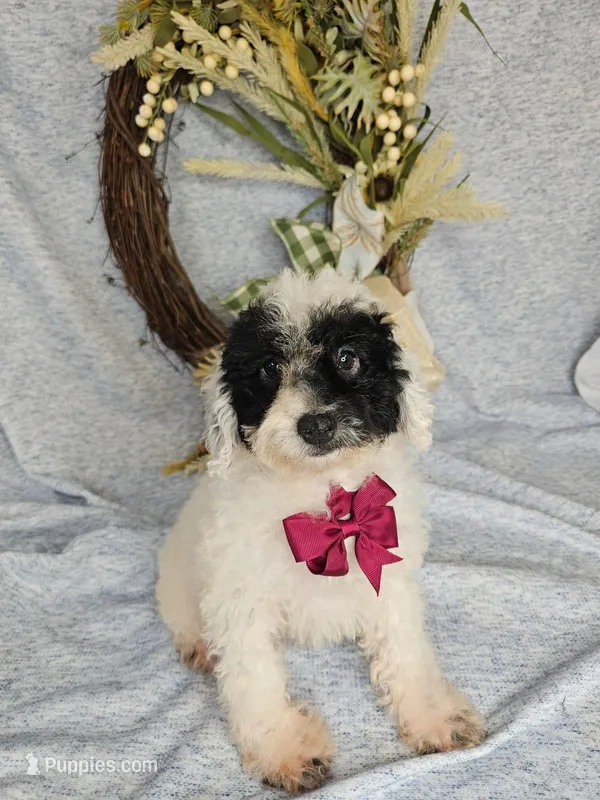 Miniature Poodle M#2 – Poodle - Miniature  puppy for sale in Princeton, KY