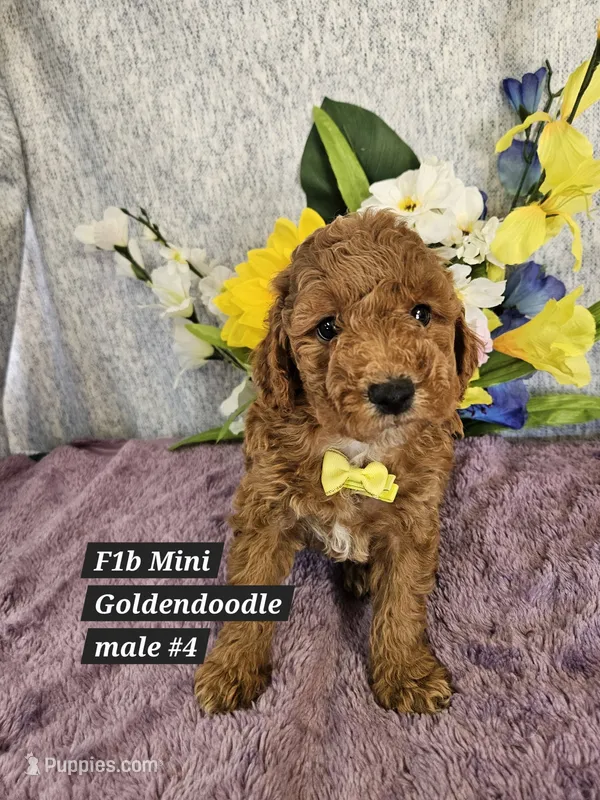 F1b Mini Goldendoodle m 4 – Miniature Goldendoodle puppy for sale in Princeton, KY
