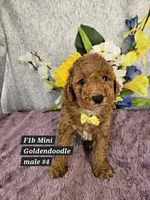 F1b Mini Goldendoodle m 4, a male Miniature Goldendoodle for sale in Princeton, KY – 1 of 7