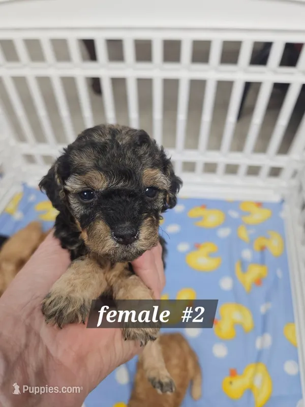 F1b Mini Goldendoodle F#2 – Miniature Goldendoodle puppy for sale in Princeton, KY