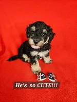 Bichpoo -Pochon , a male Bichpoo for sale in Princeton, KY – 5 of 7