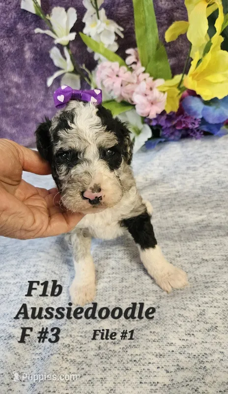 F1b Aussiedoodle f 3 – Aussiedoodle, Poodle - Standard  puppy for sale in Princeton, KY