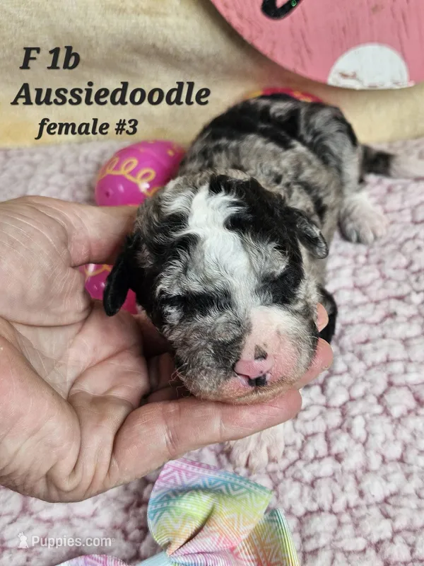 F1b Aussiedoodle f 3 – Aussiedoodle, Poodle - Standard  puppy for sale in Princeton, KY