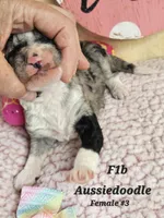 F1b Aussiedoodle f 3, a female Aussiedoodle and Poodle - Standard  for sale in Princeton, KY – Photo 2 of 5