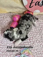 F1b Aussiedoodle f 3, a female Aussiedoodle and Poodle - Standard  for sale in Princeton, KY – Photo 3 of 5