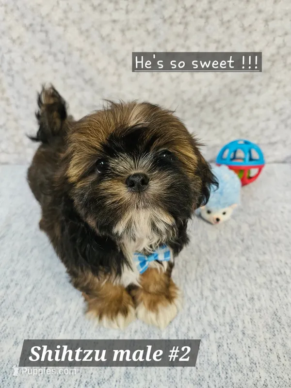 Shih tzu m#2 – Shih Tzu puppy for sale in Princeton, KY