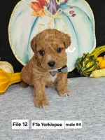 Yorkiepoo m 4, a male Yorkipoo for sale in Princeton, KY – 3 of 3