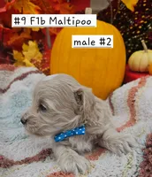 F1b Maltipoo Male #2   (9), a male Maltipoo and Poodle - Toy  for sale in Princeton, KY – 2 of 5