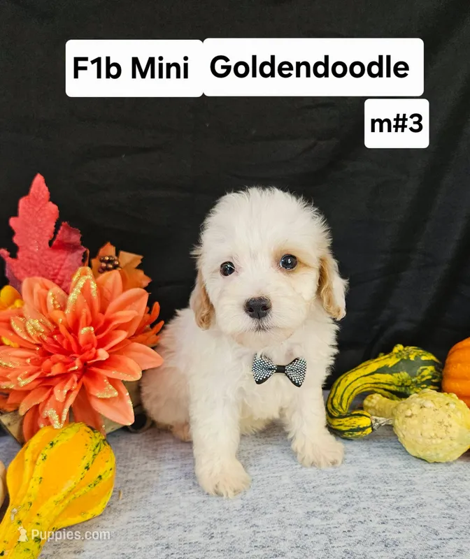 F1b Mini Goldendoodles  M#3 – Miniature Goldendoodle puppy for sale in Princeton, KY
