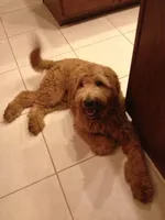 Julie, a female Goldendoodle for sale in Princeton, KY – Photo 2 of 2