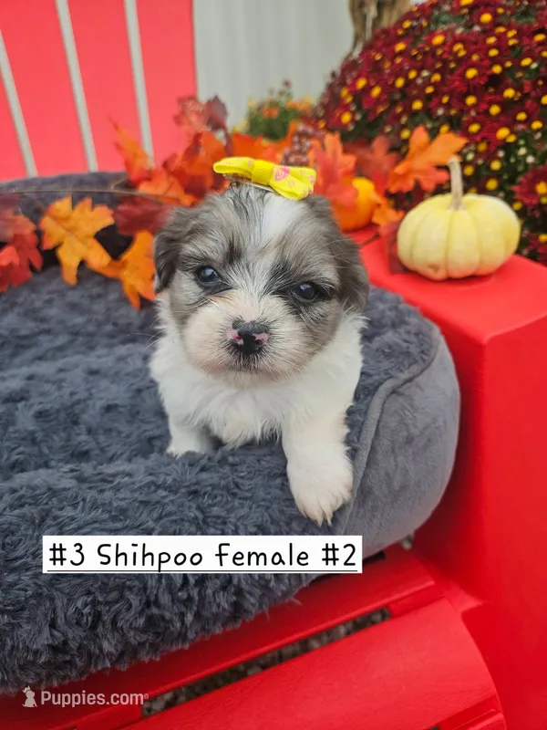 ShihPoo -  9-10-26  Female #2  (3) – Shihpoo puppy for sale in Princeton, KY
