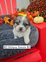 ShihPoo -  9-10-26  Female #2  (3), a female Shihpoo for sale in Princeton, KY – 1 of 4