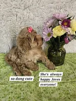 F1b Cockerpoo f, a female Cockapoo for sale in Princeton, KY – 3 of 6