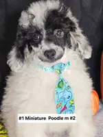 Pending Miniature Poodle M#2, a male Poodle - Miniature  for sale in Princeton, KY – 4 of 8