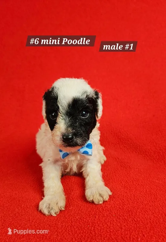 Miniature Poodle Male #1 Lt Blue  – Poodle - Miniature  puppy for sale in Princeton, KY