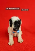 Miniature Poodle Male #1 Lt Blue , a male Poodle - Miniature  for sale in Princeton, KY – 1 of 2