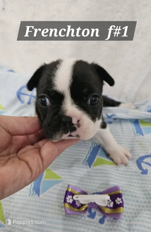 Frenchton  F – Boston Terrier, French Bulldog puppy for sale in Princeton, KY