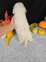 F1b Mini Goldendoodles  M#3, a male Miniature Goldendoodle for sale in Princeton, KY – 4 of 7
