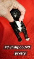 F1b Shih-Poo F#3, a female Shih Tzu and Poodle - Miniature  for sale in Princeton, KY – 2 of 4