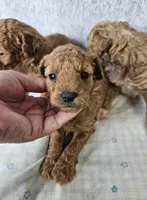 F1b Goldendoodle Mini F 2, a female Miniature Goldendoodle for sale in Princeton, KY – Photo 2 of 4