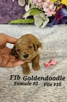F1b Mini Goldendoodle F 2, a female Miniature Goldendoodle for sale in Princeton, KY – 5 of 7