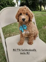 F1b Goldendoodle Mini F 2, a female Miniature Goldendoodle for sale in Princeton, KY – Photo 3 of 4