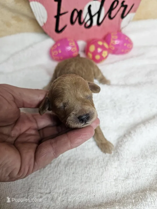 F1b Goldendoodle Mini F 2 – Miniature Goldendoodle puppy for sale in Princeton, KY