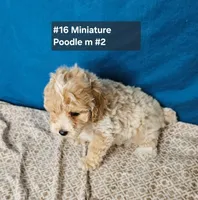 Minaiture Poodle , a male Poodle - Miniature  for sale in Princeton, KY – 5 of 8