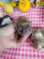 Pending Shih Poo male #2   (3), a male Shihpoo for sale in Princeton, KY – 3 of 3