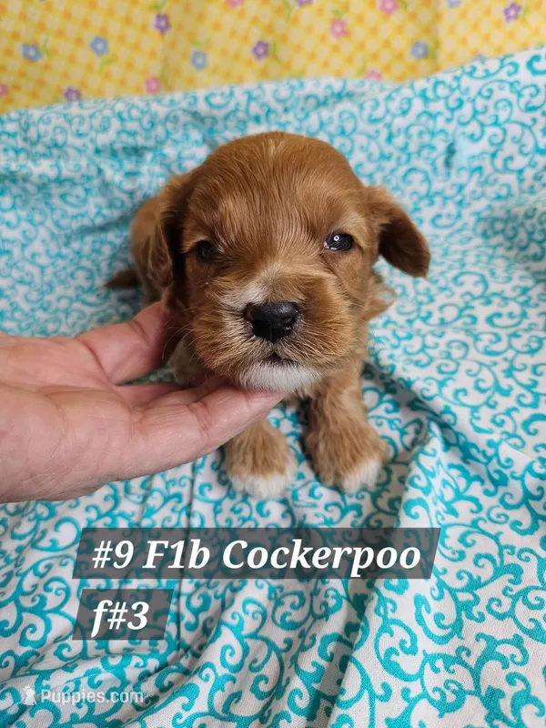 F1b Cockerpoo F#3 – Cockapoo puppy for sale in Princeton, KY